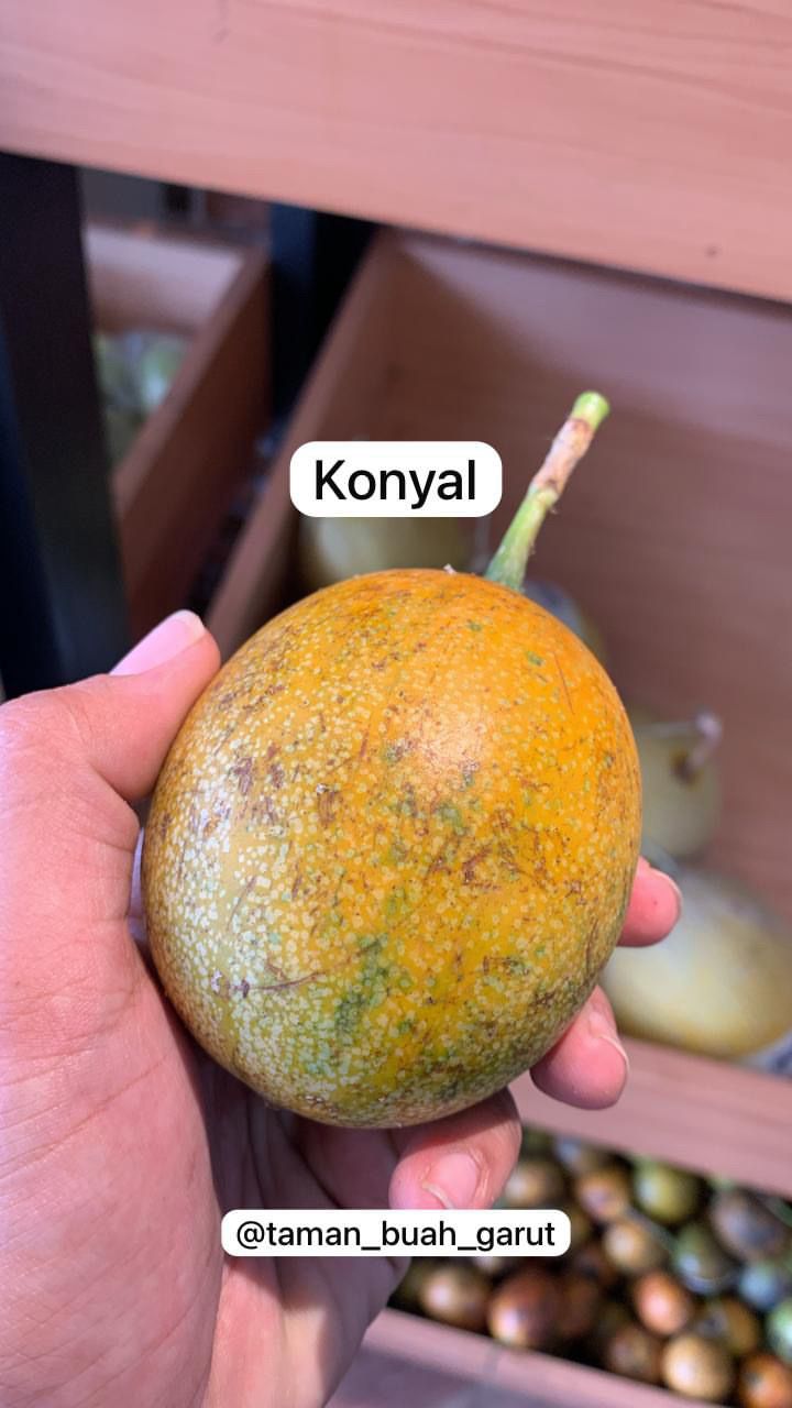 KONYAL CIKAJANG